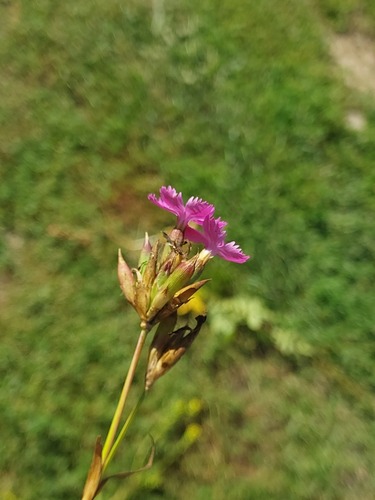 Dianthus membranaceus, 2026-08-13