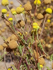 Oncosiphon pilulifer
