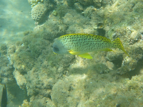 Plectorhinchus gaterinus observed 2026-10-05