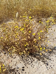 Oncosiphon pilulifer