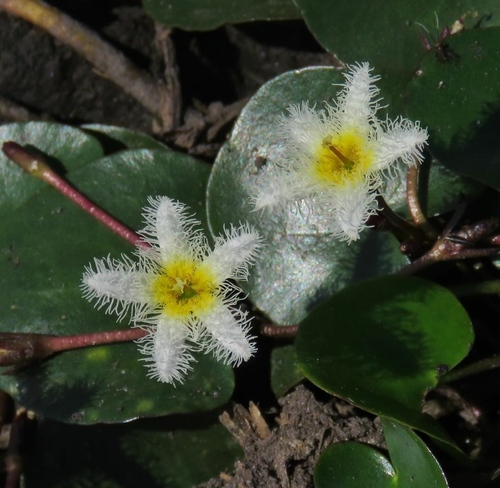 Nymphoides humboldtiana (Flora da Estação Experimental Agronômica da