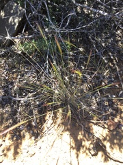 Elymus multisetus