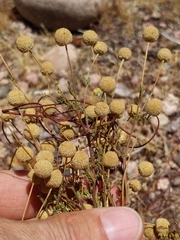 Oncosiphon pilulifer