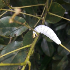 Ectomis octomaculata