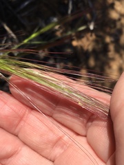 Elymus multisetus