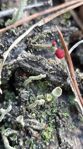 Cladonia macilenta observed 2026-10-05