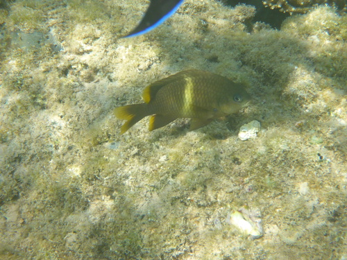 Plectroglyphidodon leucozonus observed 2026-10-05