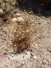Oncosiphon pilulifer