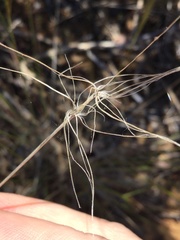 Elymus multisetus