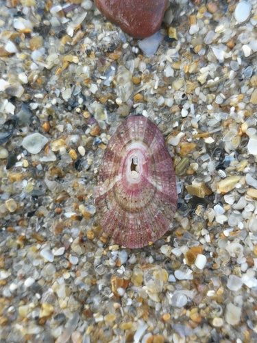 Fissurella nubecula observed 2026-10-04