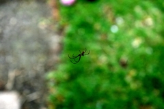 Leucauge argyrobapta