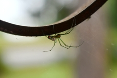 Leucauge argyrobapta