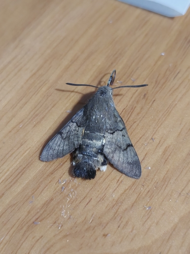 Eurasian Hummingbird Hawkmoth