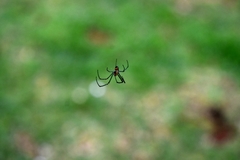 Leucauge argyrobapta