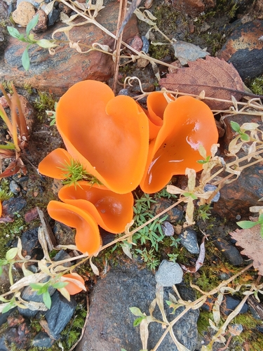 orange peel fungus