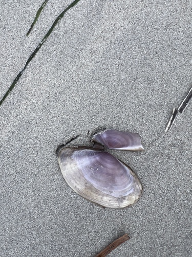 Hiatula biradiata, 2026-09-29