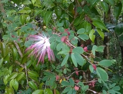Calliandra tergemina