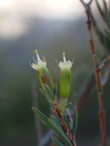 Homoranthus virgatus observed 2026-10-04