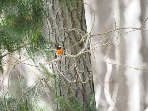 Scarlet Robin