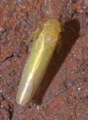 Forcipata