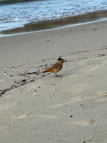 Rufous Hornero