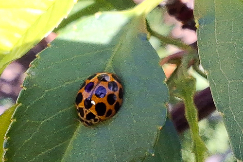Large Spotted Ladybird