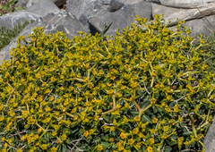 Euphorbia acanthothamnos