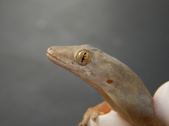 Hemidactylus frenatus