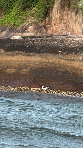 American Oystercatcher