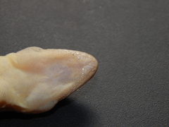 Hemidactylus frenatus