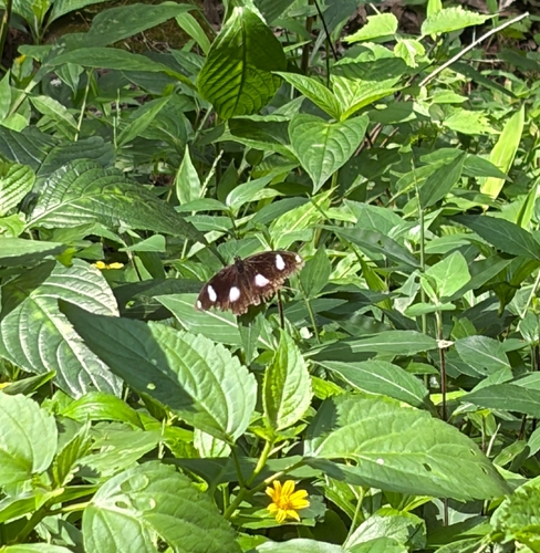 Danaid Eggfly