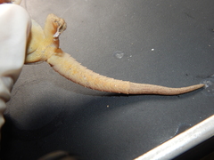 Hemidactylus frenatus