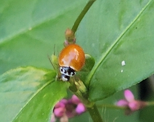 Polished Lady Beetle