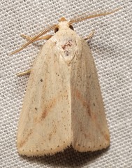 Amolita obliqua