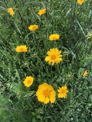 Coreopsis grandiflora
