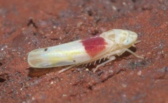 Eratoneura osborni