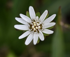 Chaptalia piloselloides
