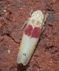 Eratoneura osborni