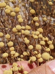 Oncosiphon pilulifer