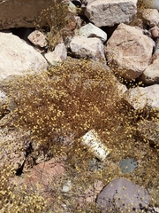 Oncosiphon pilulifer