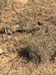 Elymus multisetus