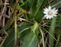 Chaptalia piloselloides