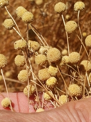 Oncosiphon pilulifer