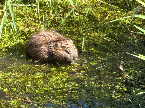 Muskrat