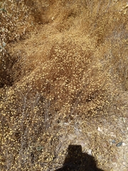 Oncosiphon pilulifer