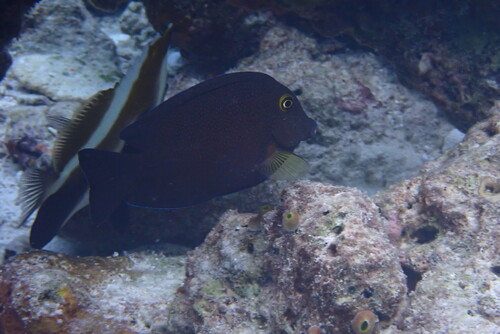 Ctenochaetus truncatus observed 2026-10-05