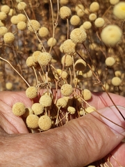 Oncosiphon pilulifer