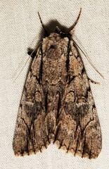 Catocala coccinata