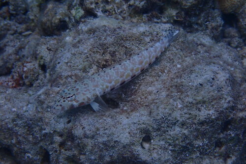 Parapercis millepunctata observed 2026-10-05