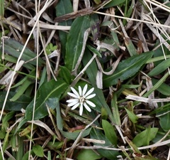Chaptalia piloselloides